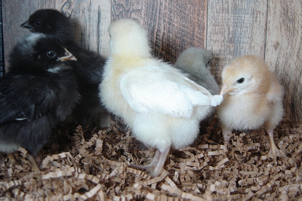5 Pullet Chicks Week 1 - Steel Blue, Barred Rock, Amber White, Lavendar Orpington, & Gold Comet